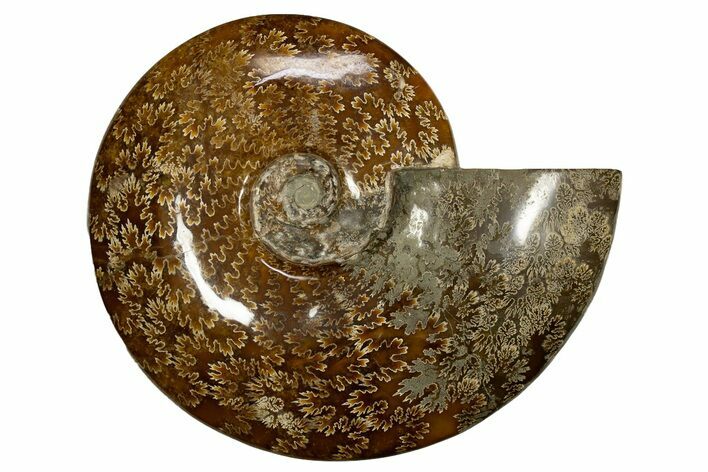 Polished, Agatized Ammonite (Cleoniceras) - Madagascar #323475